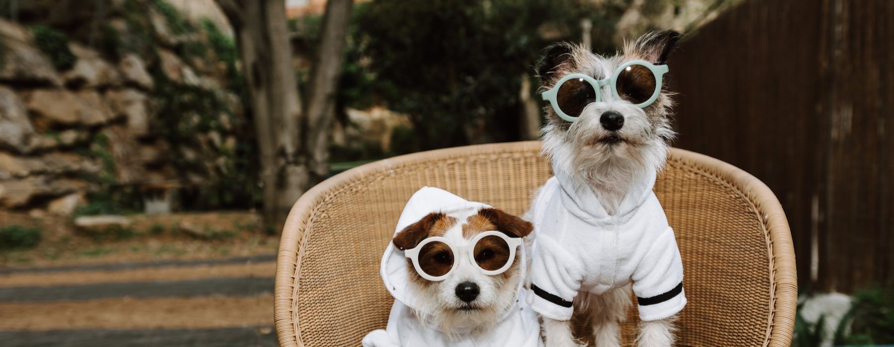 two dogs sitting on a chair