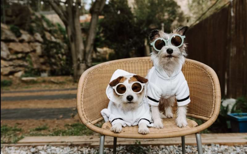 Pet-friendly apartments in Broad Ripple welcoming dogs and cats 