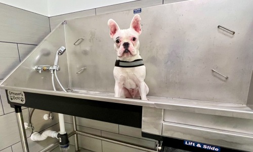 Pet Amenities Cover Image