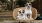 two dogs sitting on a chair